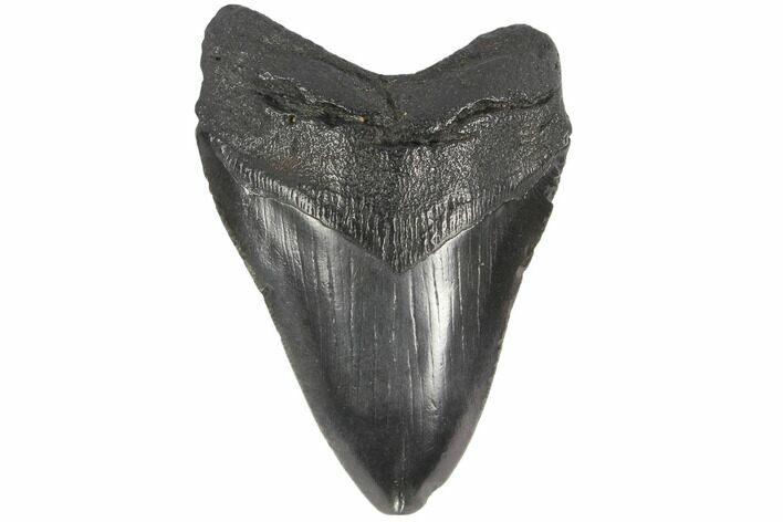Black, Fossil Megalodon Tooth - South Carolina #86058